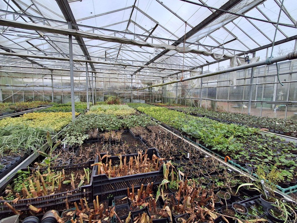 another picture of a plant nursery full of small young plants