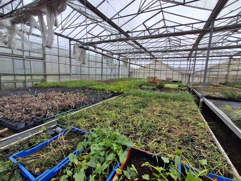a picture of a plant nursery full of small young plants