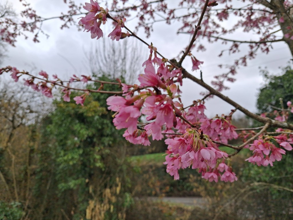 a picture of cherry blossoms coming into full bloom