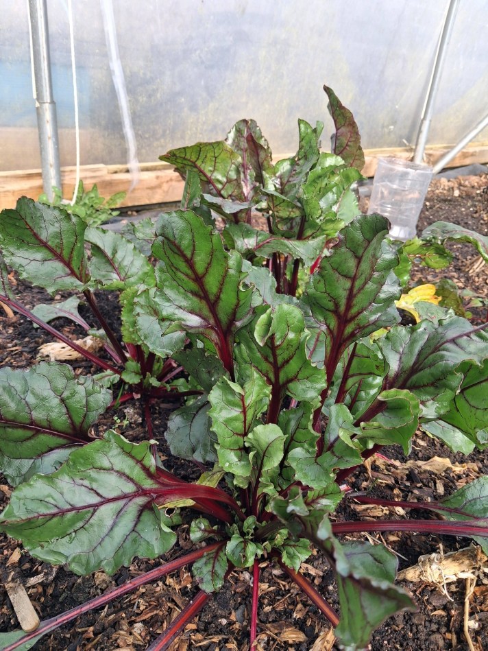 Green beetroot plants growing in a garden bed inside a polytunnel, with glossy leaves and deep red stems and veins emerging from dark soil.