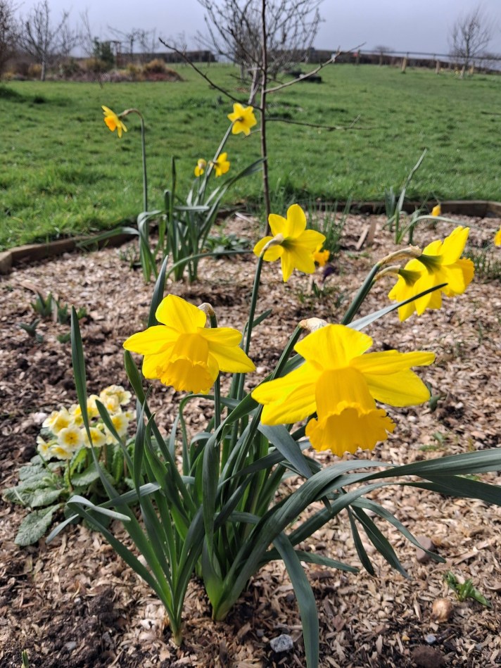 Bright yellow daffodils in bloom in a mulched garden bed, with a grassy field and young trees blurred in the background.
