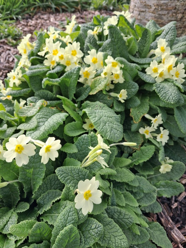 A dense cluster of pale yellow primrose flowers with darker yellow centers, surrounded by textured green leaves at the base of a tree.