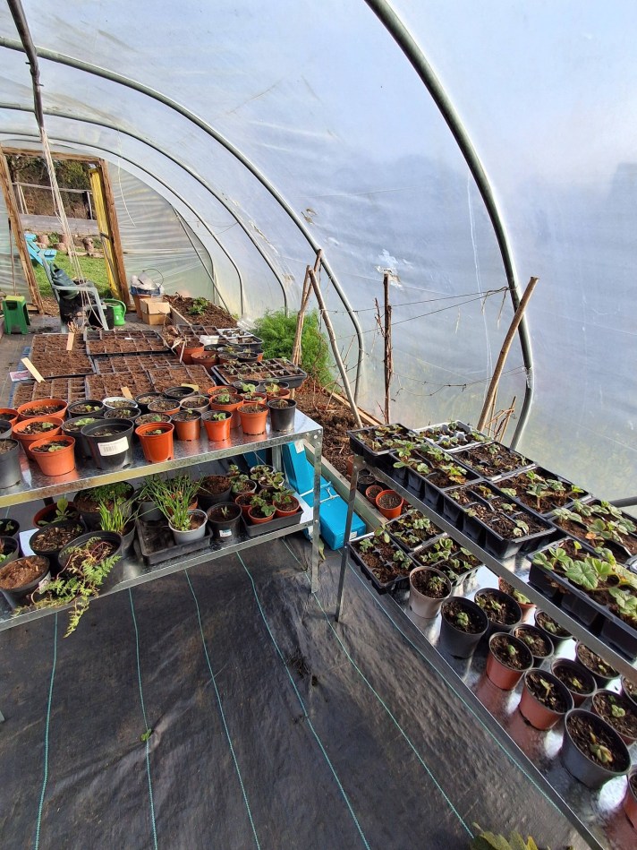 Inside a polytunnel greenhouse with long metal tables on both sides holding rows of potted seedlings and propagation trays. The curved plastic walls let in soft daylight, and gardening tools and supplies are visible near the entrance.