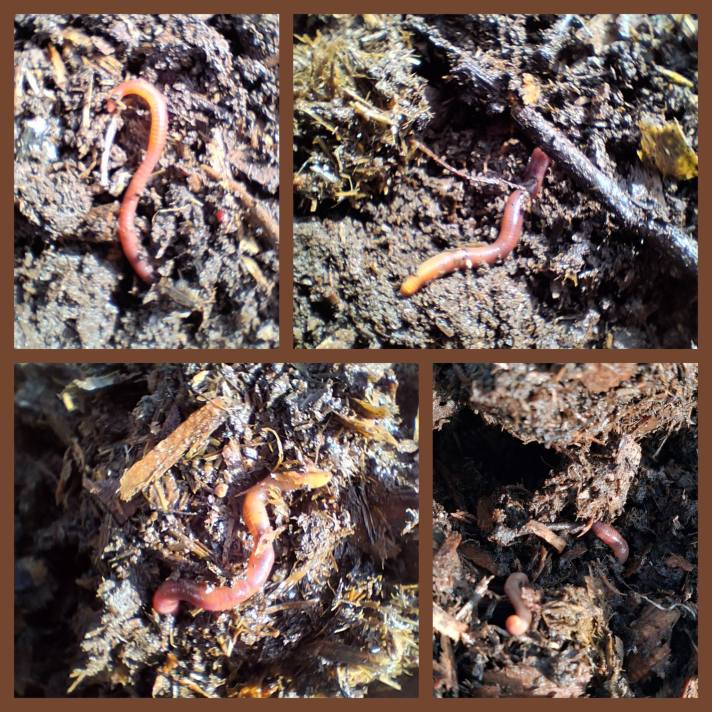 A four-panel collage shows close-up views of pinkish-red earthworms moving through dark, moist compost. The worms are partially curled and partially extended, their segmented bodies visible against a textured mix of decomposing plant matter, small wood fragments, and soil. The compost appears crumbly and nutrient-rich, with bits of straw and organic debris scattered throughout. Lighting highlights the sheen on the worms’ bodies and the dampness of the compost.