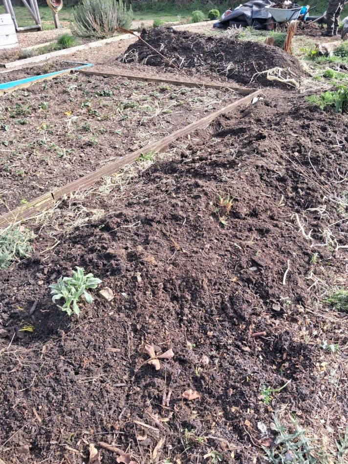 A garden bed is covered with a thick layer of dark compost, spread evenly across the soil surface. Small green plants poke through the compost in a few spots. In the background, a wheelbarrow, a tarp-covered pile, and gardening tools are visible, suggesting recent garden work. The area is outdoors in a cultivated garden space with wooden borders outlining the beds. The compost looks moist and freshly turned.
